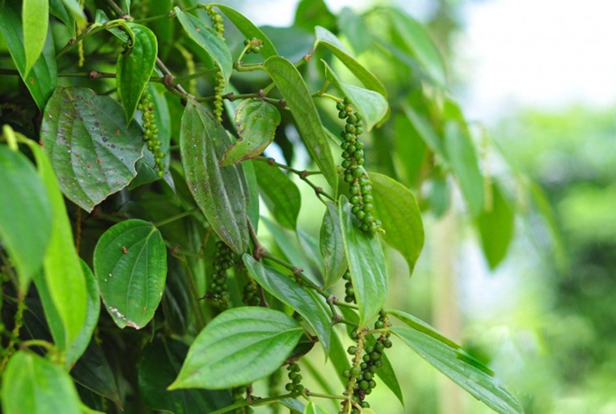 Mô hình trồng tiêu theo chuẩn VietGAP, GlobalGAP sẽ tiếp tục được hỗ trợ nhân rộng (Ảnh TL).