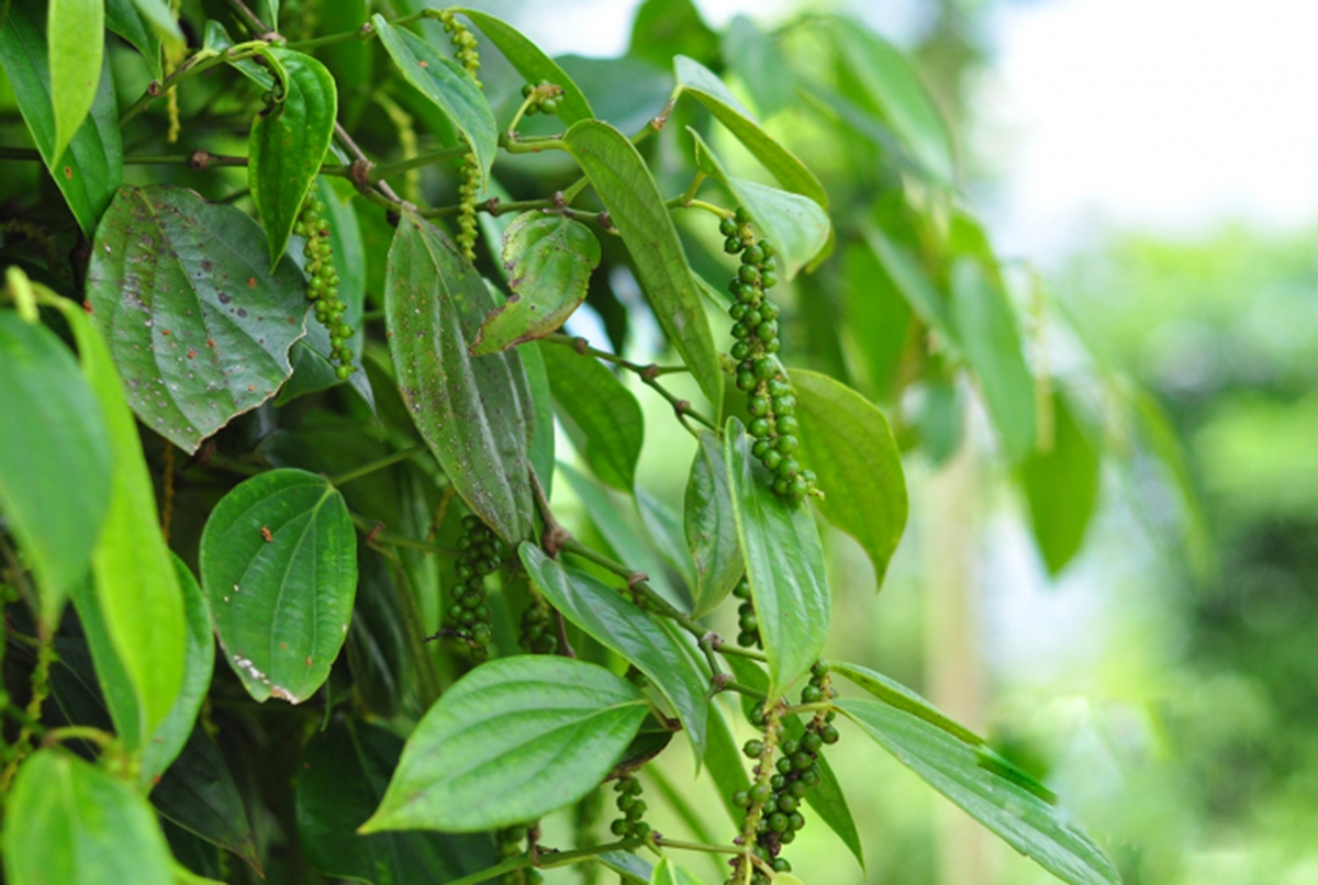 Mô hình trồng tiêu theo chuẩn VietGAP, GlobalGAP sẽ tiếp tục được hỗ trợ nhân rộng (Ảnh TL).