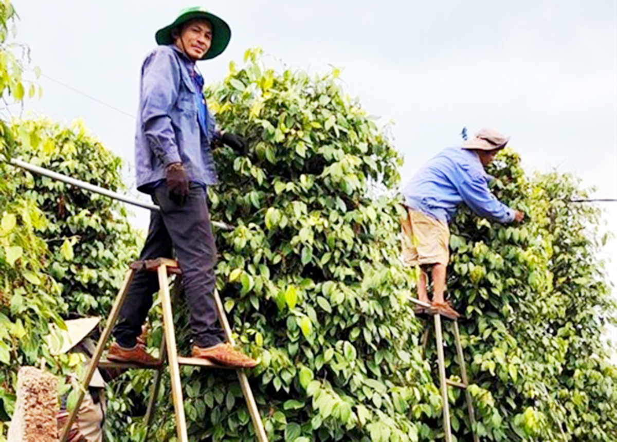 Sản xuất sạch giúp hồ tiêu có giá trị cao hơn (Ảnh TL).