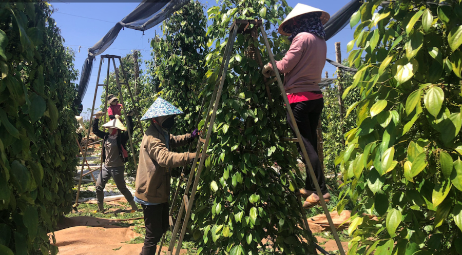 Giá tiêu tăng mạnh trong một tuần qua.