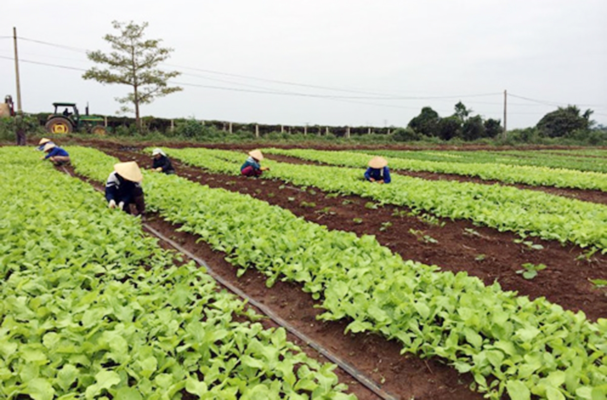 Nông nghiệp xã Thọ Hải đang thay da đổi thịt nhờ chú trọng sản xuất sạch (Ảnh TL).
