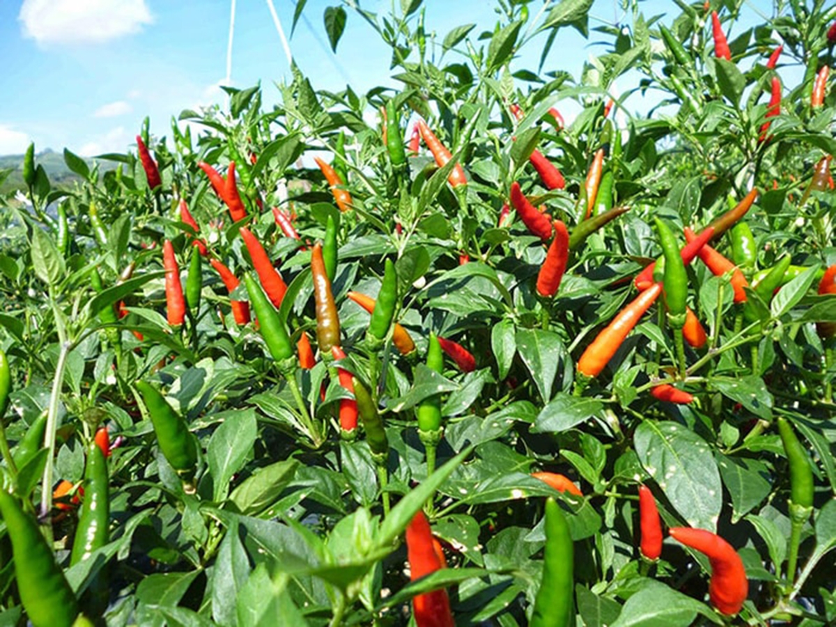 Mô hình trồng ớt đang cho hiệu quả cao nhờ sản xuất sạch (Ảnh TL).