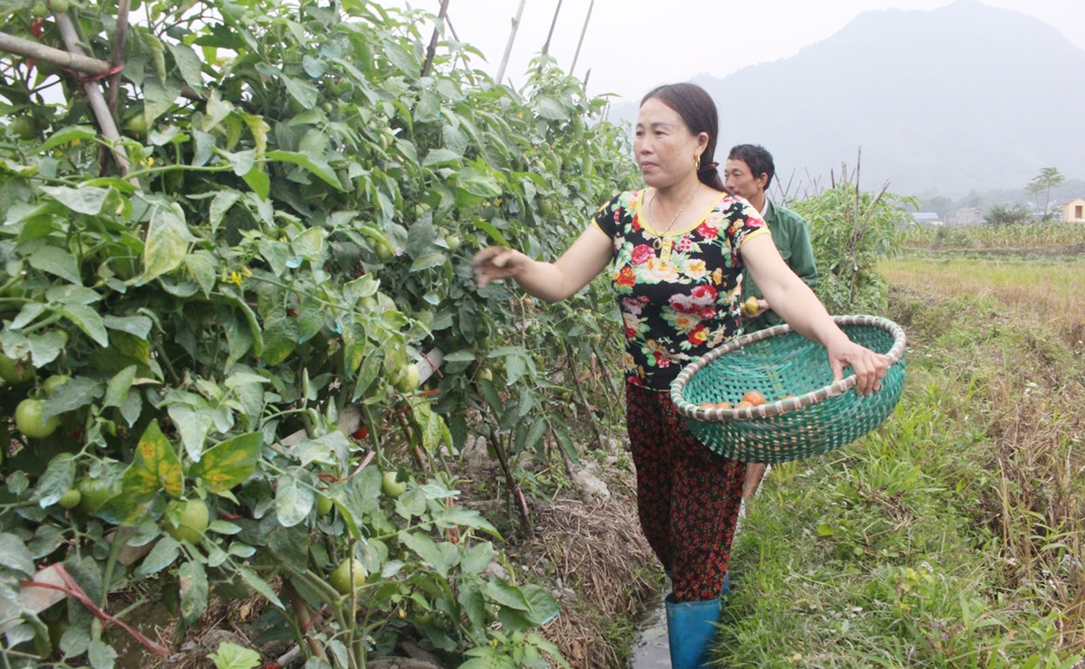 Liên kết nâng cao vị thế của người nông dân khi cạnh tranh thị trường (Ảnh TL).