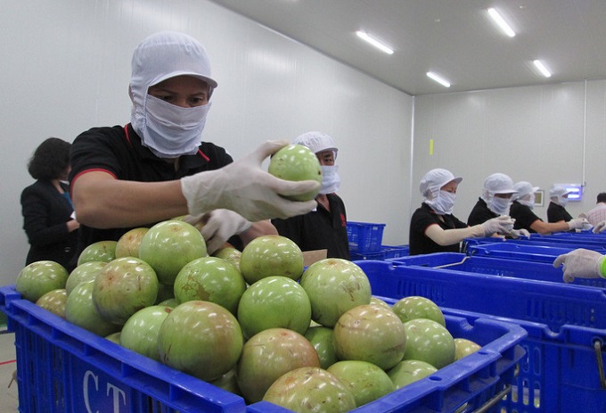 Trái vú sữa của Việt Nam được xuất khẩu sang Mỹ nhờ mối liên kết chặt chẽ giữa HTX nông nghiệp và doanh nghiệp.