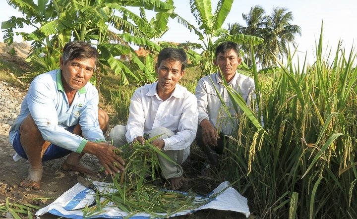 Thành viên HTX kiểm tra chất lượng lúa trước khi thu hoạch.