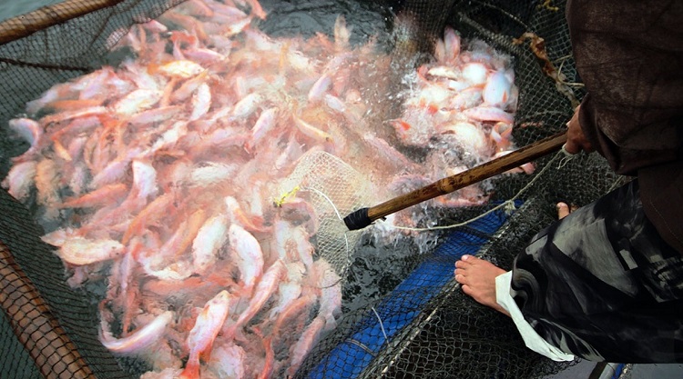 Người nuôi cá ở xã An Bình không còn lo lắng đầu ra vì có HTX đứng lên hỗ trợ.