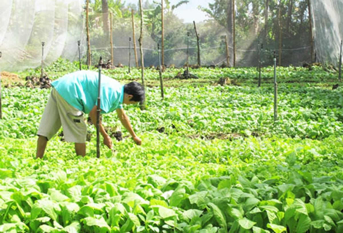 Tân Trụ dự kiến thêm nguồn hỗ trợ mở rộng trồng rau theo hướng hữu cơ (Ảnh TL).