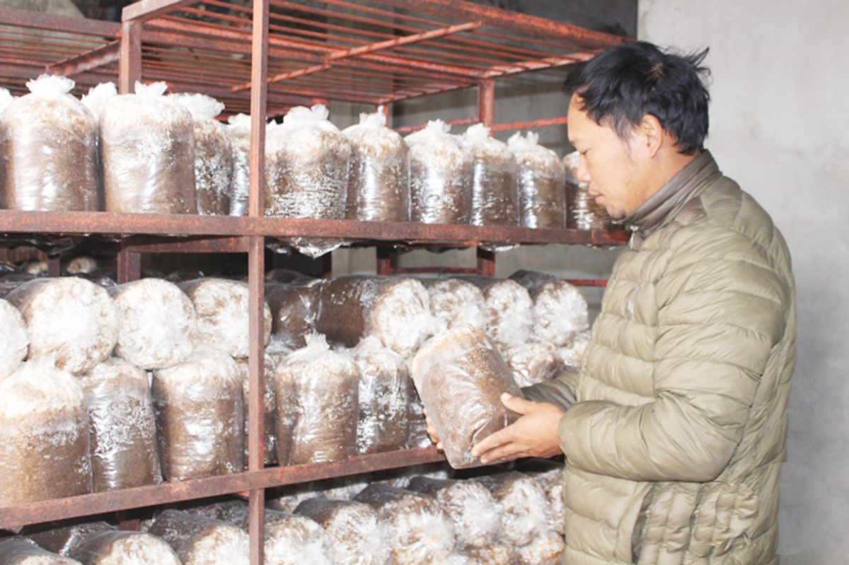 Nấm Nhật Bằng đang được sản xuất theo quy trình VietGAP, có chất lượng cao (Ảnh TL).