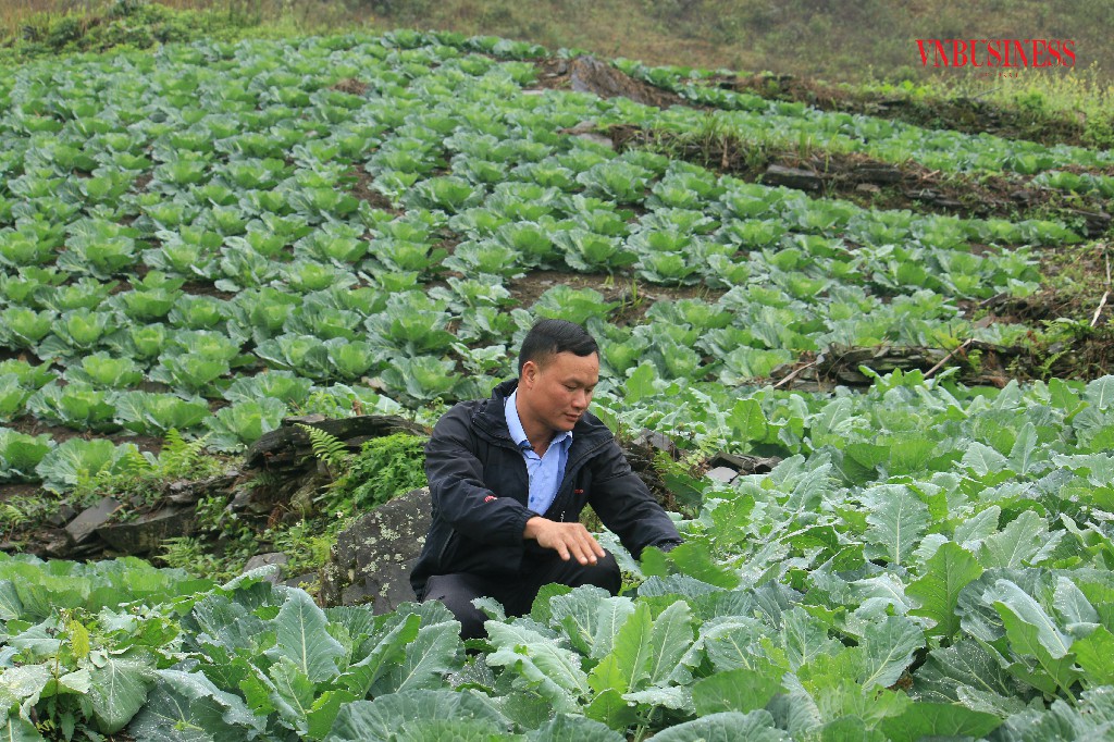 Giám đốc HTX Đàng Đức Hầu kiểm tra vườn rau.