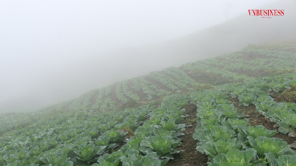 Khí hậu ôn đới, mát lạnh quanh năm, thuận lợi cho nông dân trồng rau trái vụ.