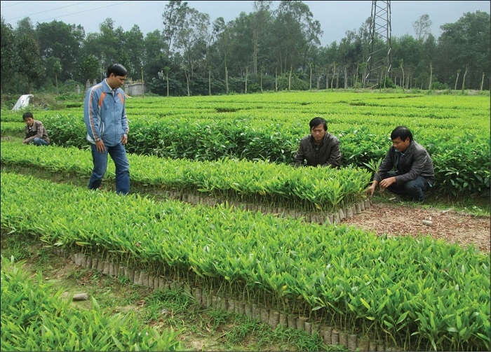 Ươm giống bằng túi bầu giấy còn nhẹ hơn túi PE nên thuận tiện trong lúc vận chuyển.
