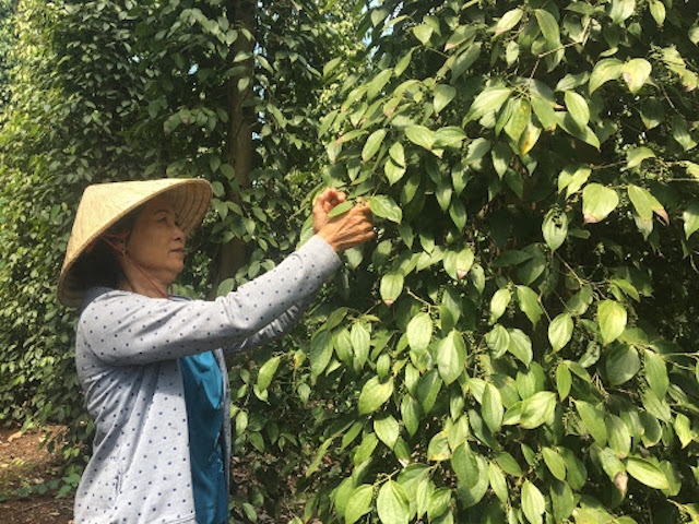 Giá tiêu ngày 18/3 tại các vùng trồng trọng điểm tăng 2.000 - 2.500 đồng/kg.