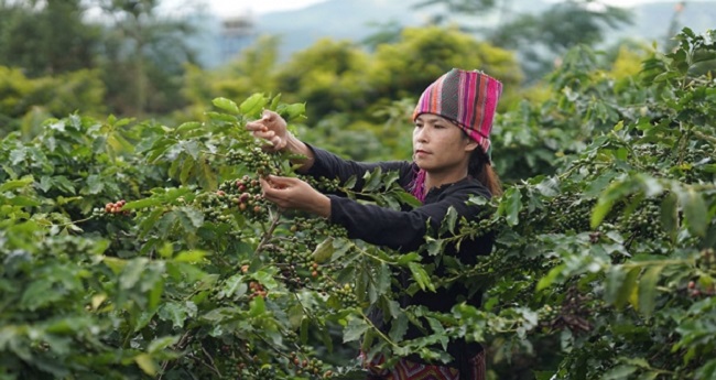 Cây cà phê được chăm sóc theo hướng hữu cơ giúp bảo đảm nguyên liệu sạch phục vụ chế biến.