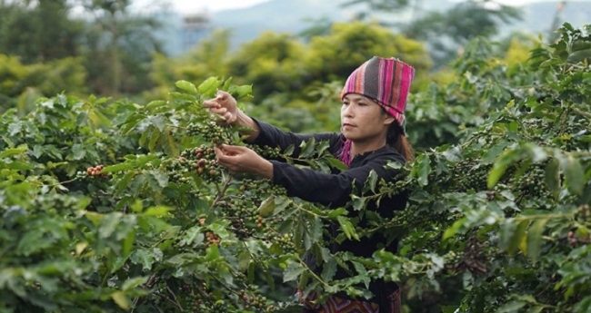 Cây cà phê được chăm sóc theo hướng hữu cơ giúp bảo đảm nguyên liệu sạch phục vụ chế biến.