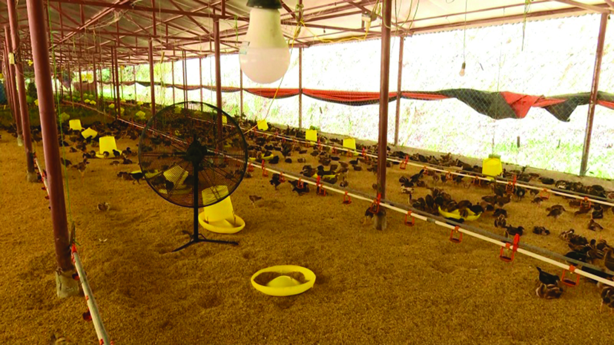 Chăn nuôi an toàn sinh thái cho hiệu quả cao hơn (Ảnh TL).