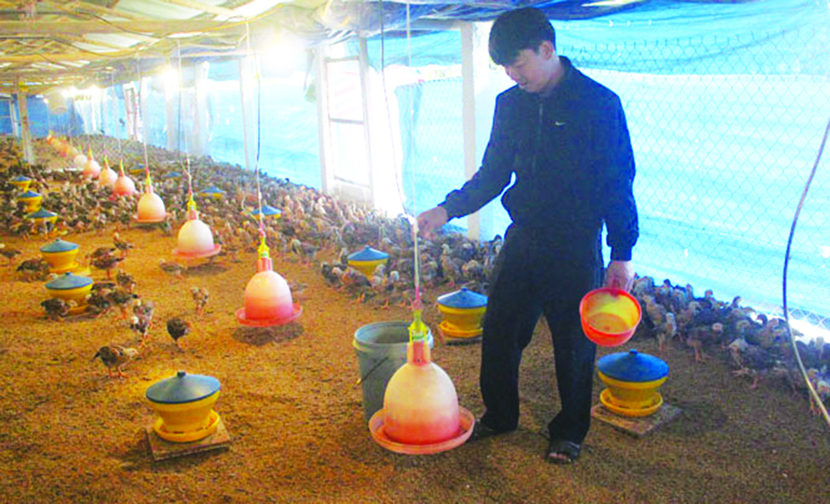 Các hộ chăn nuôi ở Đồng Hỷ đang có sự đầu tư mạnh về kỹ thuật, cơ sở hạ tầng (Ảnh TL).