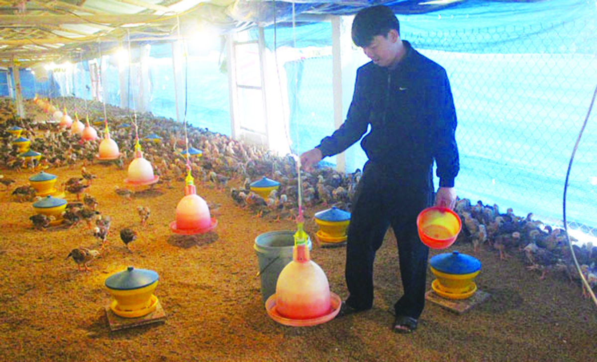 Các hộ chăn nuôi ở Đồng Hỷ đang có sự đầu tư mạnh về kỹ thuật, cơ sở hạ tầng (Ảnh TL).