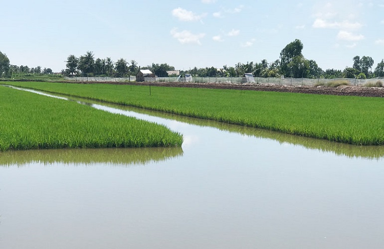 Mô hình trồng lúa kết hợp nuôi tôm đang giúp hạn chế sử dụng thuốc bảo vệ thực vật hóa học.