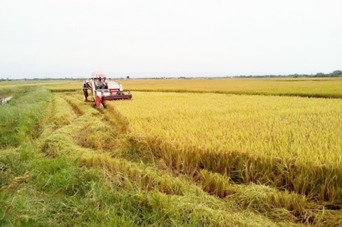 Sản xuất đồng bộ trên cánh đồng lớn cho hiệu quả cao hơn (Ảnh TL).