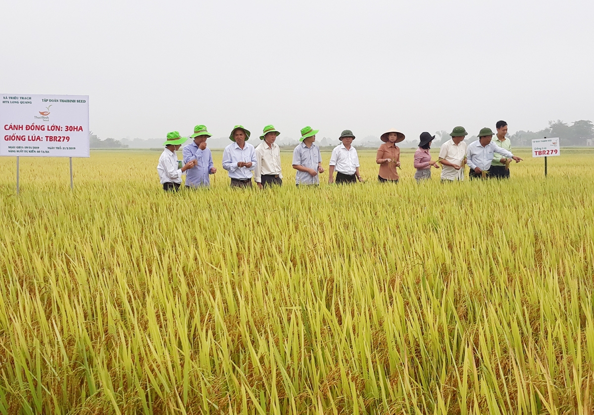 Huyện sẽ thêm nguồn lực hỗ trợ xây dựng các cánh đồng lớn, cho giá trị cao (Ảnh TL).