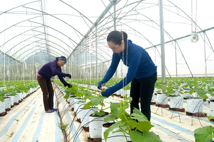 Trồng dưa lưới trong nhà màng là giải pháp thông minh thúc đẩy sản xuất nông nghiệp theo hướng bền vững.