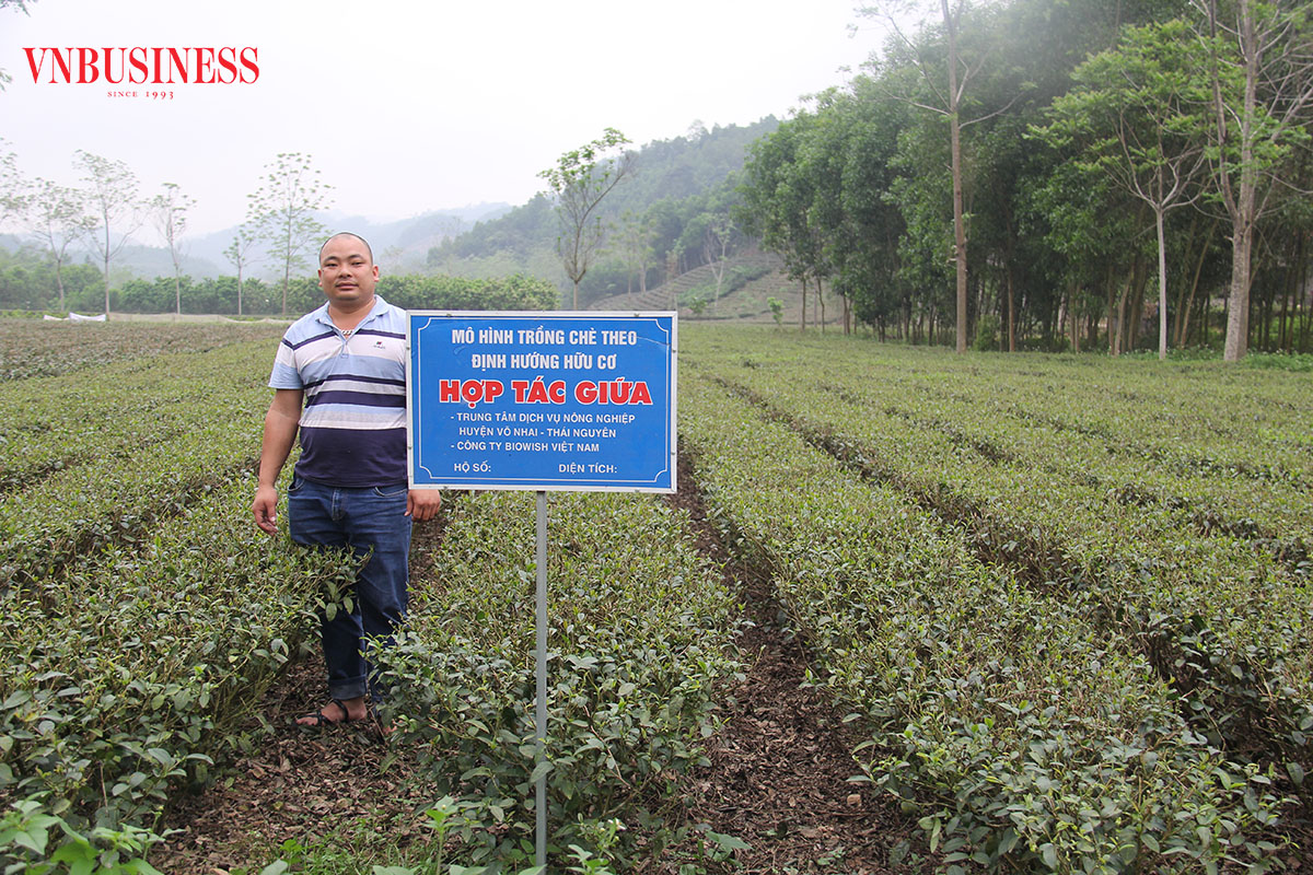 Vườn chè sản xuất theo định hướng hữu cơ của HTX Tràng Xá cho giá trị kinh tế cao.