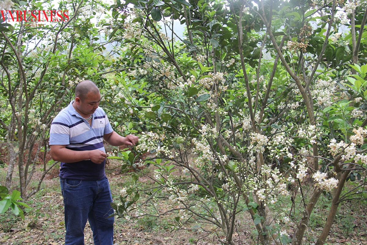 Chủ tịch HĐQT, Giám đốc HTX Tràng Xá Hoàng Ngọc Vũ kiểm tra vườn bưởi Diễn trồng trên đất Tràng Xá.
