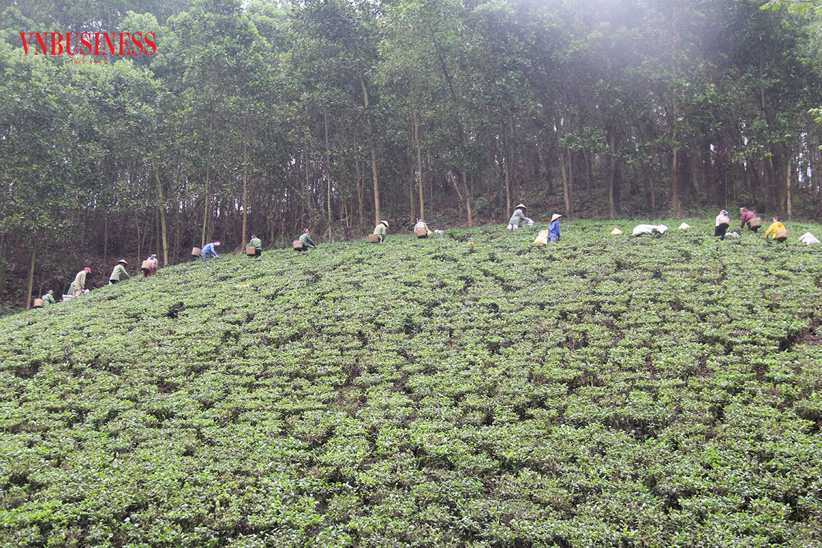 Các HTX nông nghiệp tại tỉnh Thái Nguyên đang phát triển nhanh và bền vững.