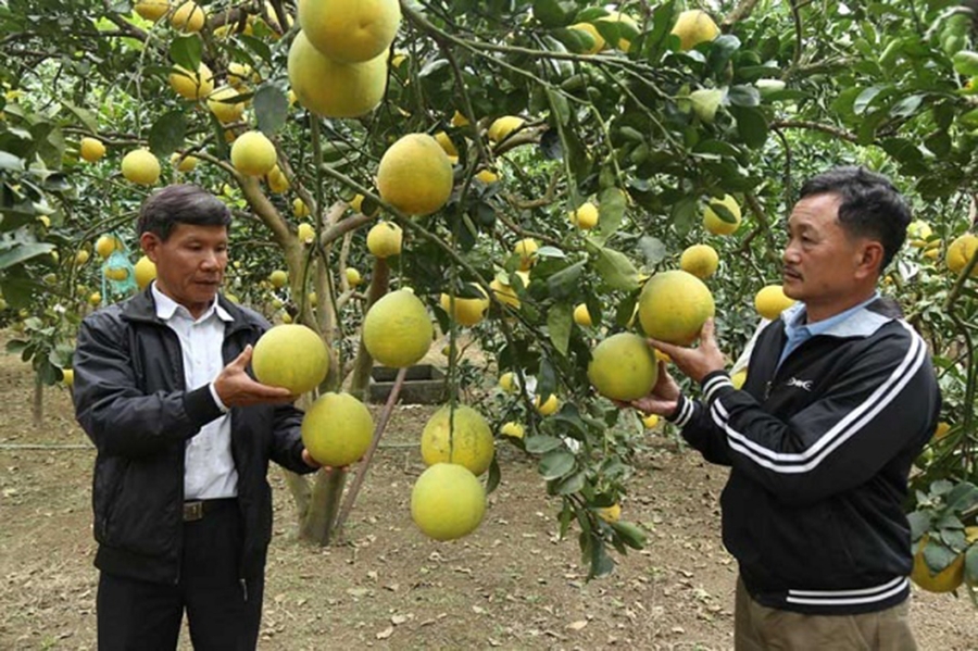 Bưởi đang là một trong những sản phẩm thế mạnh tại Yên Thủy (Ảnh TL).