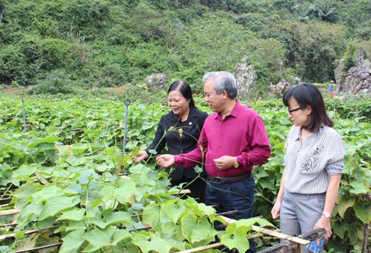 Nông nghiệp hữu cơ đang có nhiều tiềm năng phát triển tại Yên Thủy (Ảnh TL).