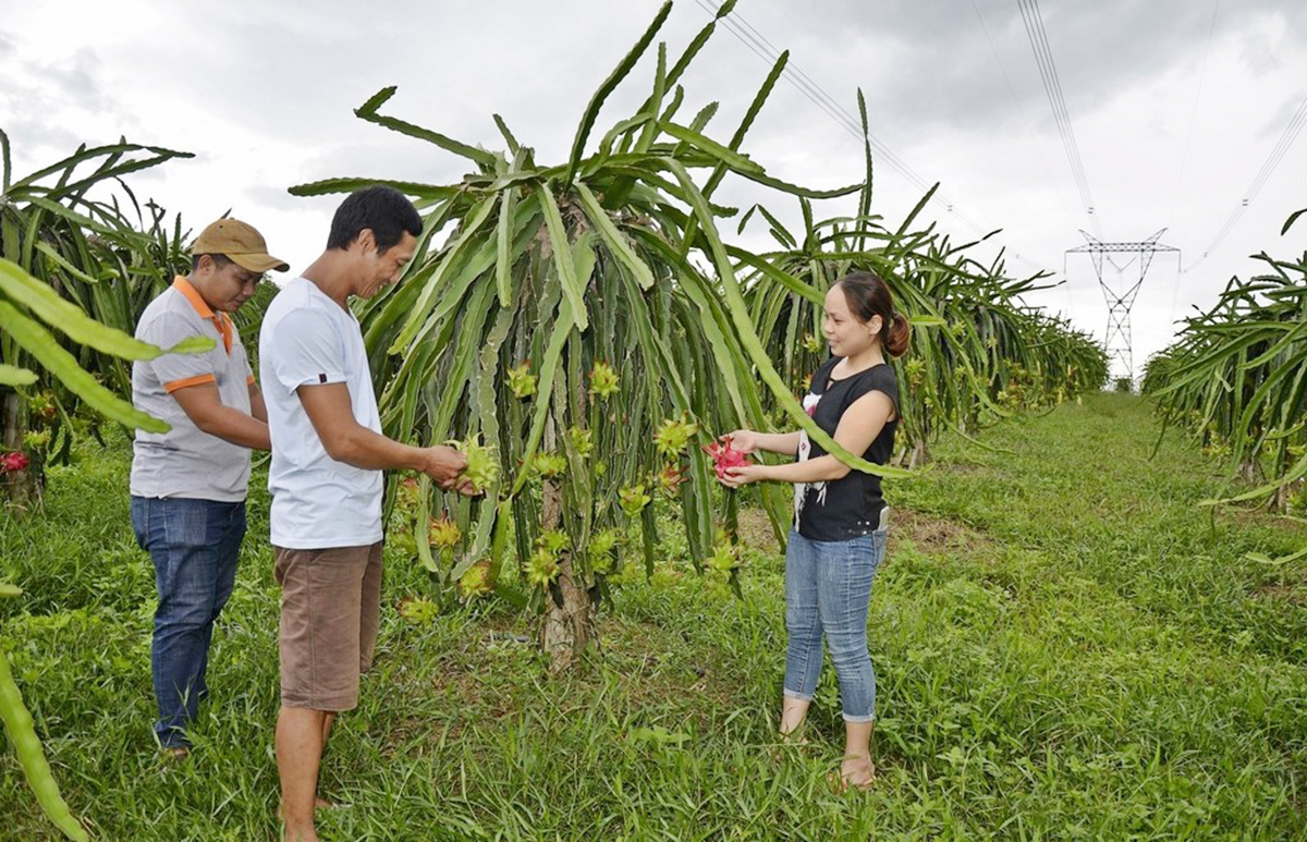 Nông nghiệp hữu cơ là hướng đi tất yếu đảm bảo thành công bền vững (Ảnh TL).