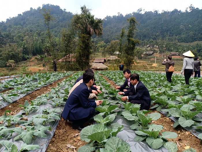 Sản xuất rau an toàn là điều kiện để xây dựng chuỗi giá trị bền vững.