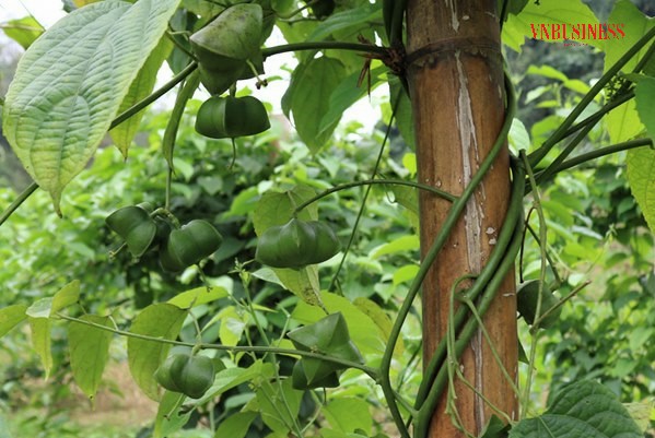 Tính từ năm thứ 3, trung bình 1 ha sachi cho thu hoạch 3-6 tấn.