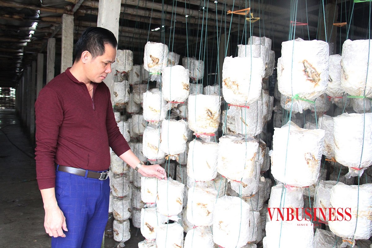 Anh Nguyễn Văn Thành, Giám đốc HTX dịch vụ Linh Phát kiểm tra phôi nấm phát triển có đảm bảo hay không?