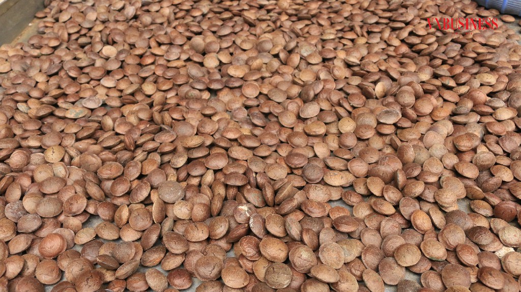 Hạt sachi chứa hàm lượng omega-3 gấp 17 lần cá hồi.