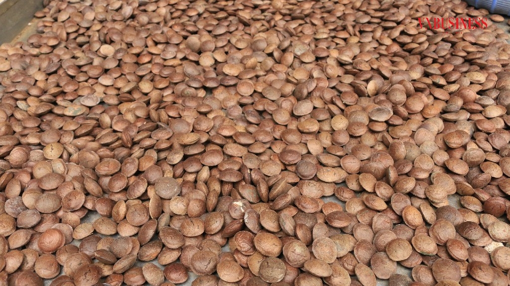 Hạt sachi chứa hàm lượng omega-3 gấp 17 lần cá hồi.