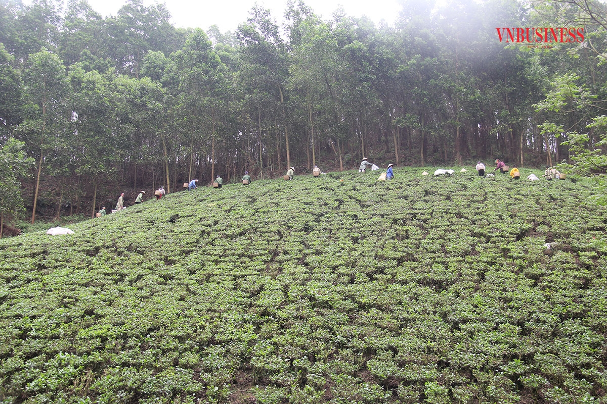 Thành viên và người lao động của HTX Liên Minh thu hoạch chè.
