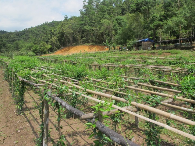 Vườn dược liệu kim hoa ngân được chăm sóc theo tiêu chuẩn GACP – WHO.