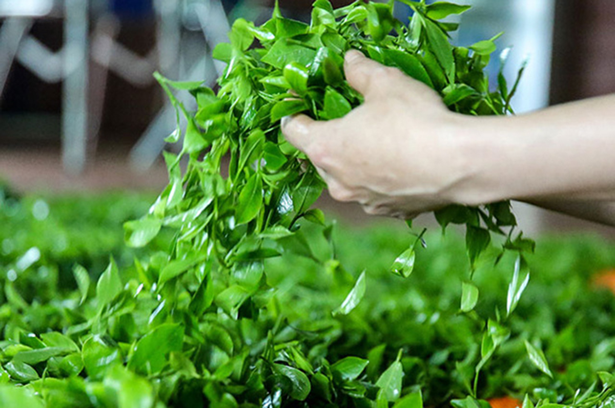 Chất lượng sẽ là chìa khóa xây dựng thương hiệu cho chè (Ảnh TL).