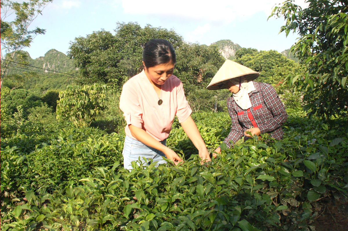 HTX hoa, cây cảnh, nông sản Tam Điệp đang góp phần phục hồi vùng chè Đông Sơn (Ảnh TL).