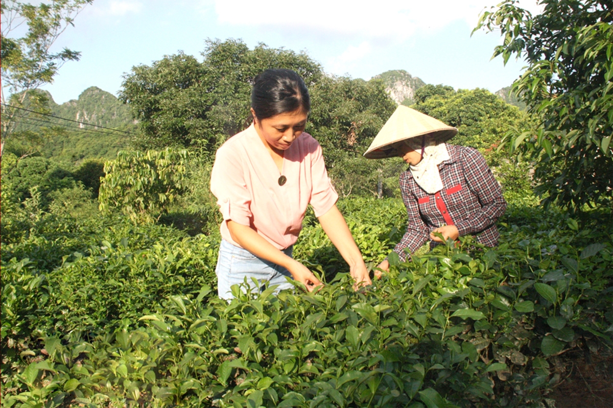 HTX hoa, cây cảnh, nông sản Tam Điệp đang góp phần phục hồi vùng chè Đông Sơn (Ảnh TL).