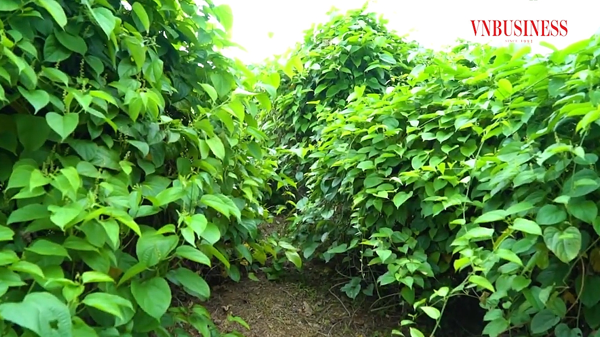 Sachi là loại cây có khả năng chịu hạn tốt.