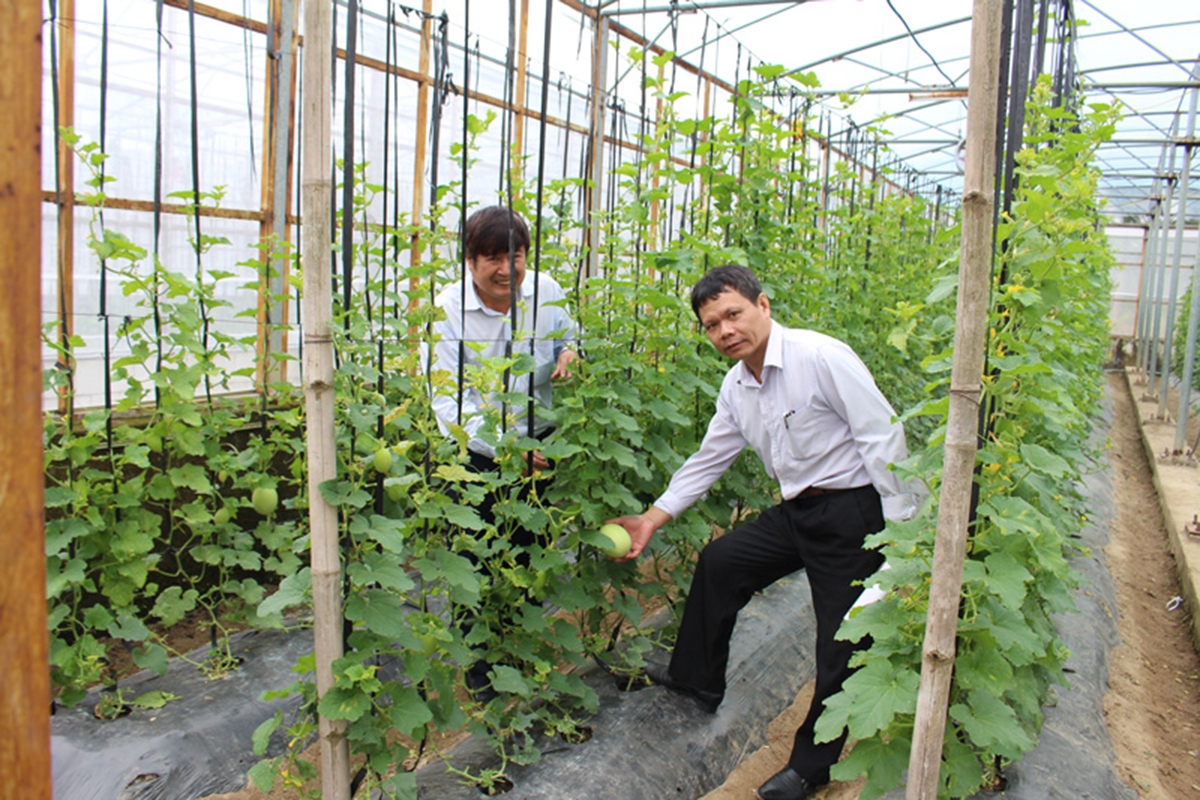 Huyện đang dành nhiều nguồn lực cho trồng trọt theo hướng hữu cơ, công nghệ cao (Ảnh TL).