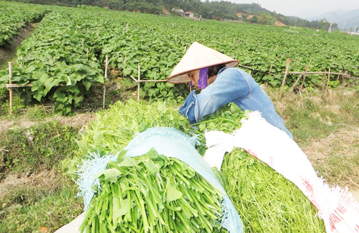 Su su đang là nông sản thế mạnh của Tam Đảo (Ảnh TL).