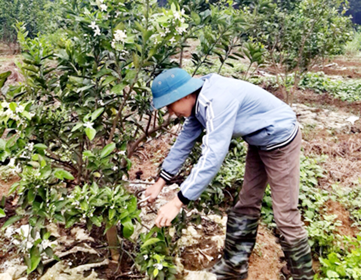 Nho Quan sẽ tiếp tục đầu tư cho trồng trọt hữu cơ, công nghệ cao (Ảnh TL).