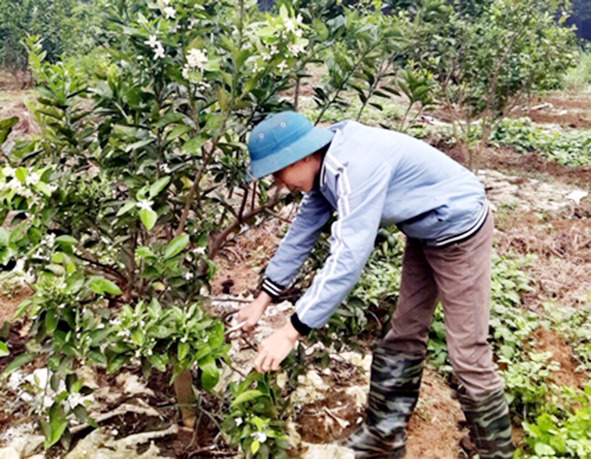 Nho Quan sẽ tiếp tục đầu tư cho trồng trọt hữu cơ, công nghệ cao (Ảnh TL).