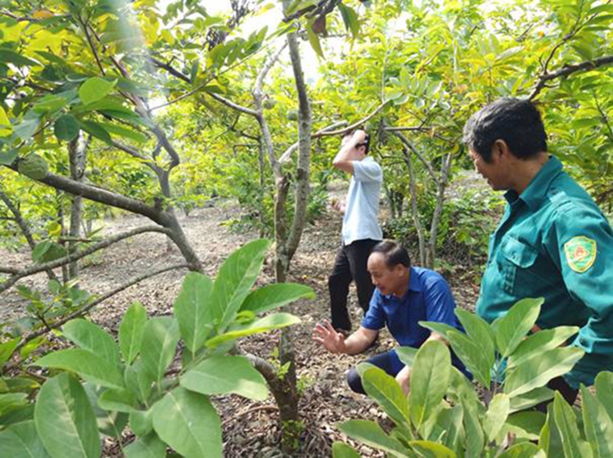 Cây na đang mở ra hướng đi tiềm năng cho nông dân Phú Long (Ảnh TL).