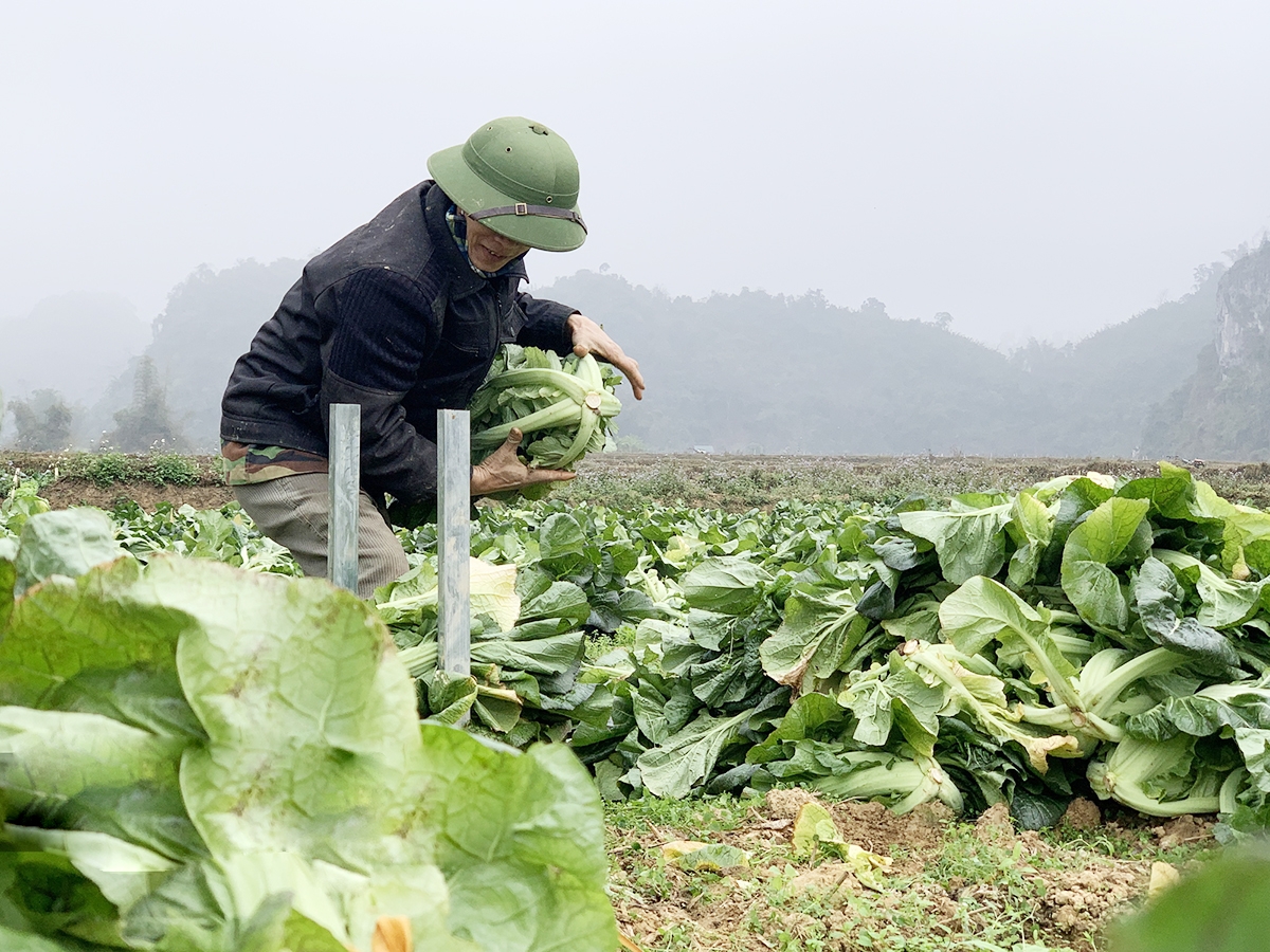 Cây cải Nhật đang phát triển rất tốt trên địa bàn xã Vũ Muộn (Ảnh TL).