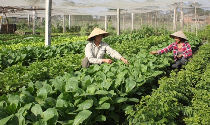 Khu vực trồng rau của HTX Đa Mai được thực hiện theo quy trình an toàn.