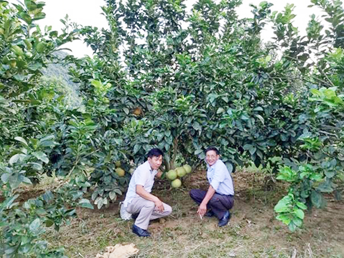 Bưởi da xanh cho giá trị cao trên đồng đất Đông Sơn (Ảnh TL).